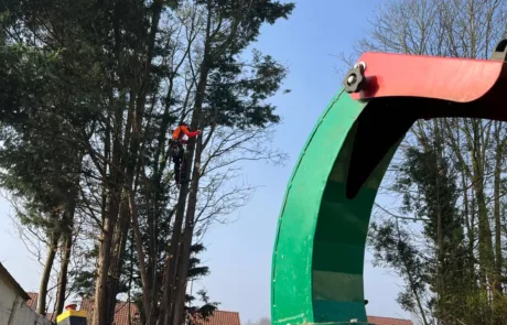 Abattage des arbres à Arras, Lens, Douai, Lille - 2M Aménagement Paysagiste