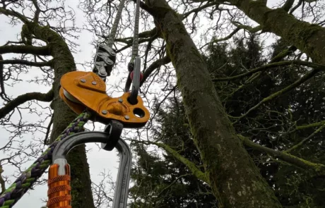 Abattage et élagage des arbres à Arras, Lens, Douai, Lille - 2M Aménagement Paysagiste