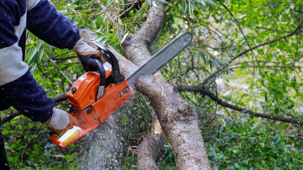 Élagage et abattage des arbres à Arras, Lens, Douai, Lille - 2M Aménagement Paysagiste
