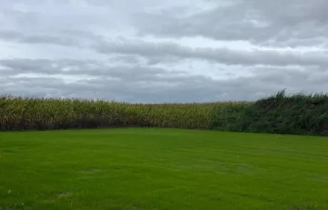 Gazon naturel à Arras Lens Douai Lille - 2M Aménagement Paysagiste