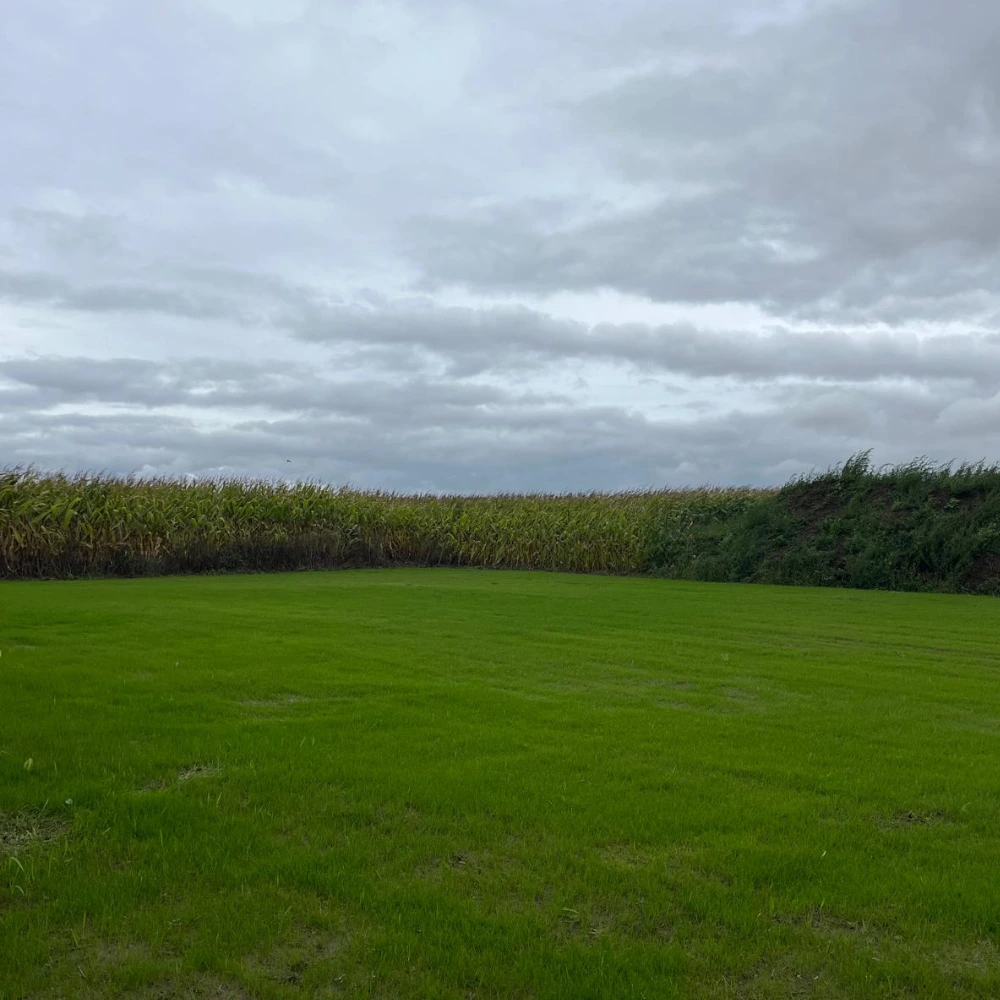 Gazon naturel à Arras Lens Douai Lille - 2M Aménagement Paysagiste