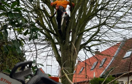 Elagage d'arbre et entretien d'espace vert à Arras, Lens, Lille - Paysagiste 2M Aménagement